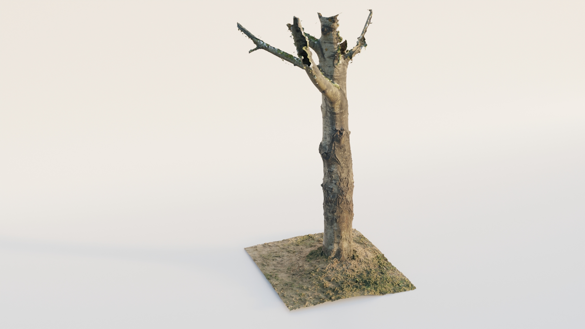 Thick Birch Tree preview image 1
